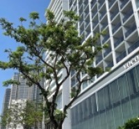 BÁN CẶP ĐẤT TRẦN THANH MẠI, SÁT BIỂN MỸ KHÊ, THÍCH HỢP XÂY CĂN HỘ