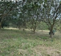 ĐẤT VƯỜN GIÁ CHỈ 150 TR CÓ NGAY 500 MÉT TẠI KHÁNH HOÀ