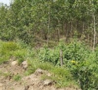 Bán Đất Nông Nghiệp Diện Tích Lớn Gần 10ha Tại Tân Lập – Hàm Thuận Nam