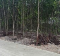 Bán 1148m2 đất Tân Xuân - Hàm Tân chỉ 400 triệu/ sào đường bê tông 6m