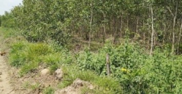 Bán Đất Nông Nghiệp Diện Tích Lớn Gần 10ha Tại Tân Lập – Hàm Thuận Nam