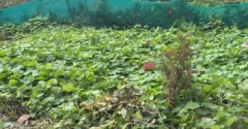 BÁN ĐẤT DƯƠNG QUANG GIA LÂM DT 45M2 GẦN Ô TÔ TRƯỜNG HỌC CÁC CẤP PHÂN KHÚC HỮU HẠN NHỈNH 2 TỶ