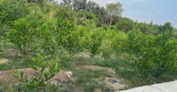 Bán 835m2 đất thổ cư Tân Hả - Hàm Tân giá ngộp 650 triệu sổ riêng